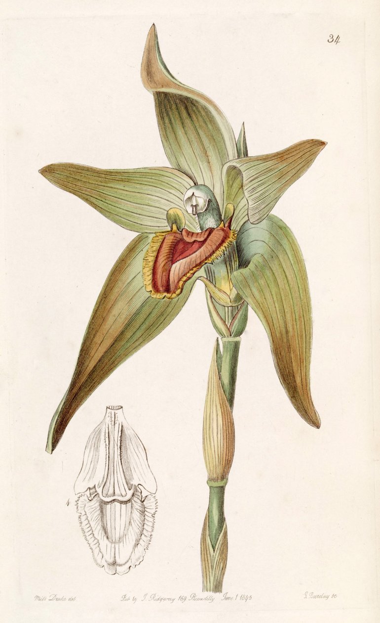 Ida gigantea or Sudamerlycaste gigantea by Miss Drake