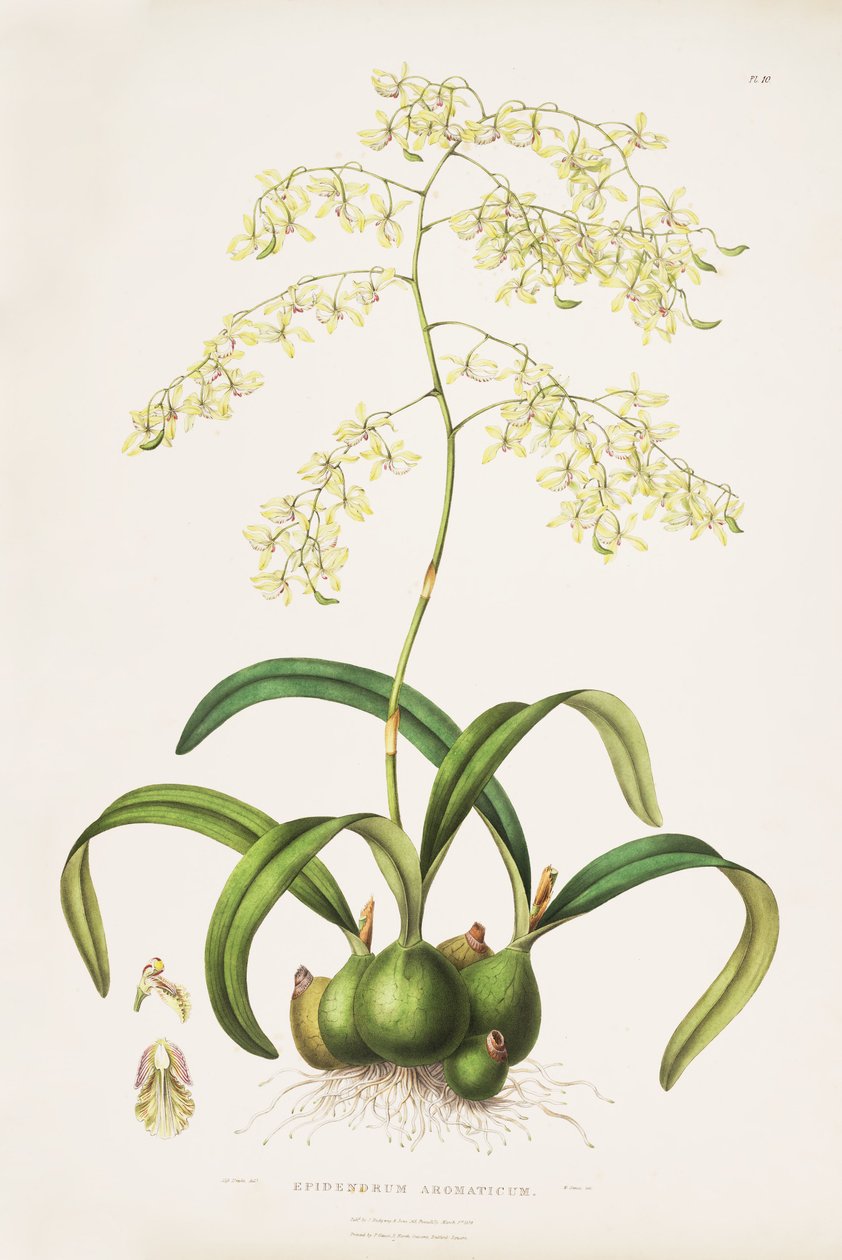 Illustration of Encyclia incumbens by Miss Drake