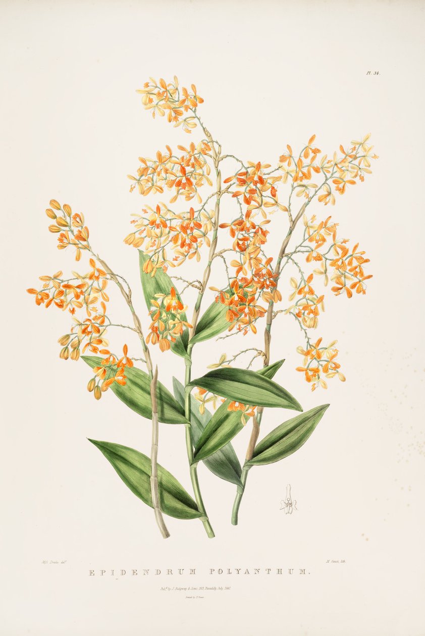 Illustration of Epidendrum Polyanthum by Miss Drake