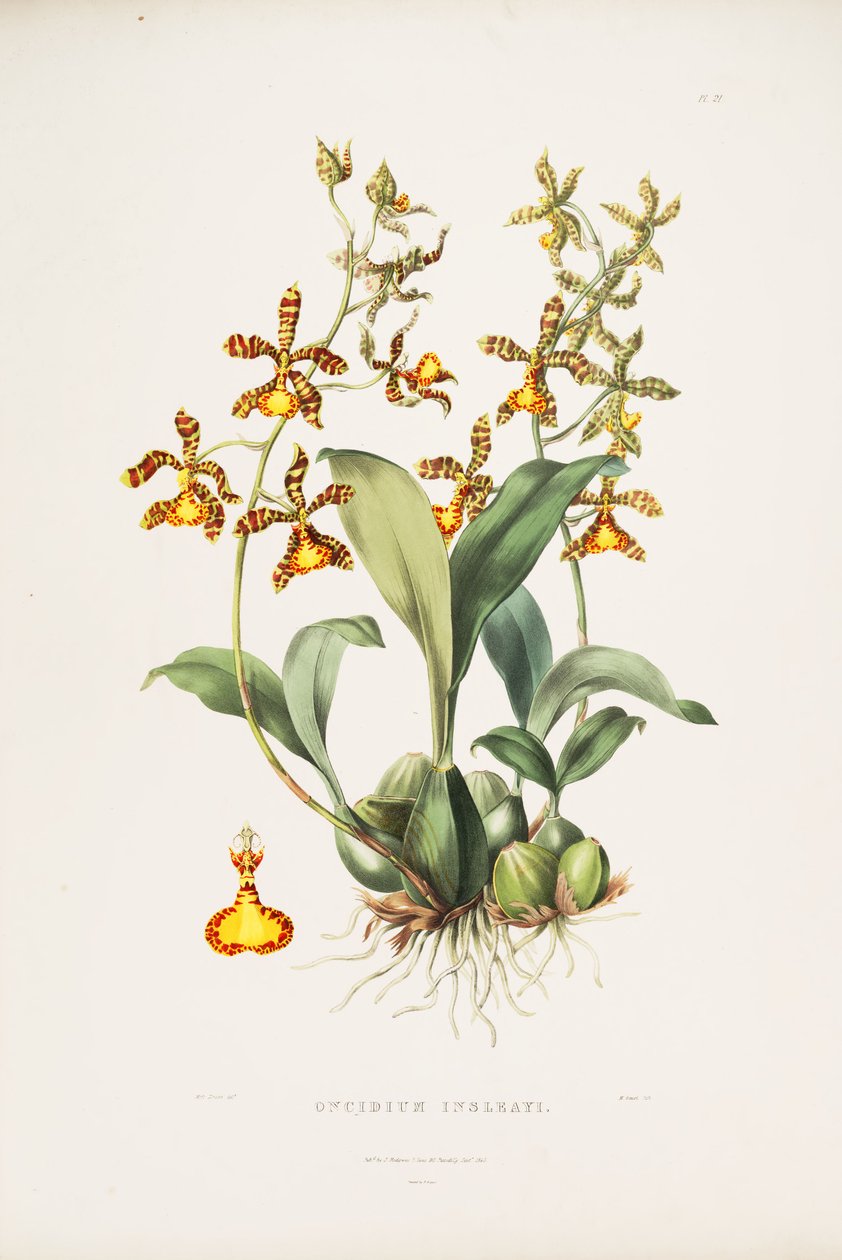 Illustration of Rossioglossum insleayi (as syn. Oncidium insleayi) by Miss Drake