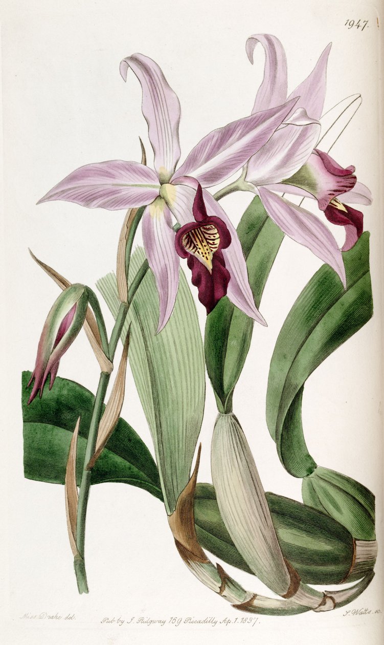 Laelia anceps by Miss Drake