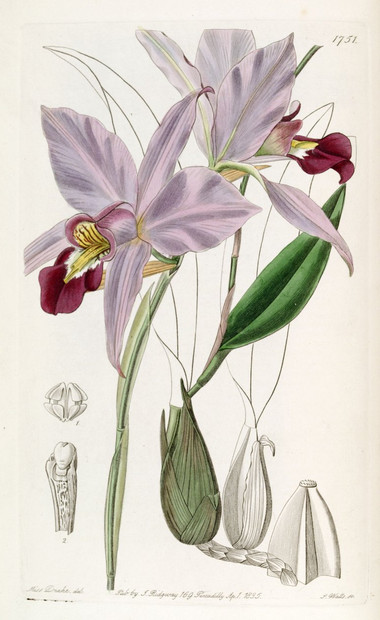 Laelia anceps by Miss Drake