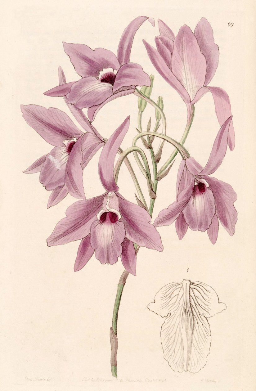 Laelia rubescens (as syn. Laelia peduncularis) by Miss Drake