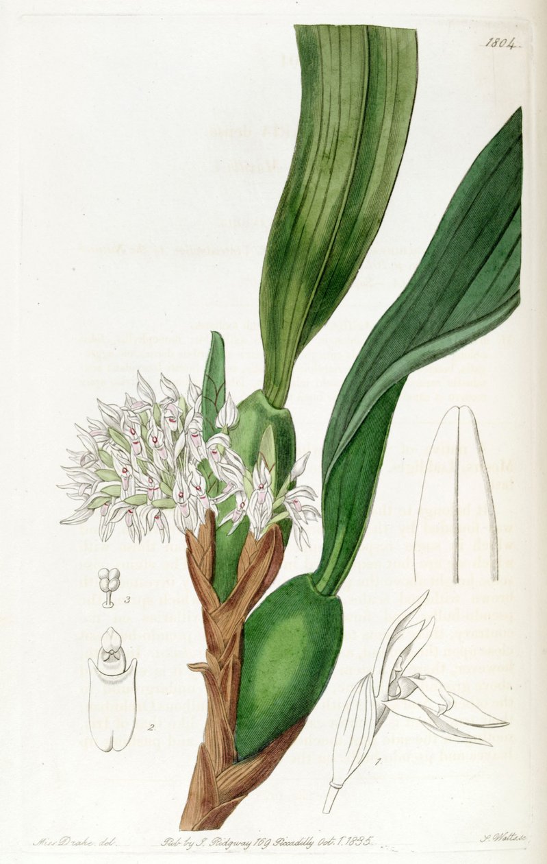 Maxillaria densa by Miss Drake