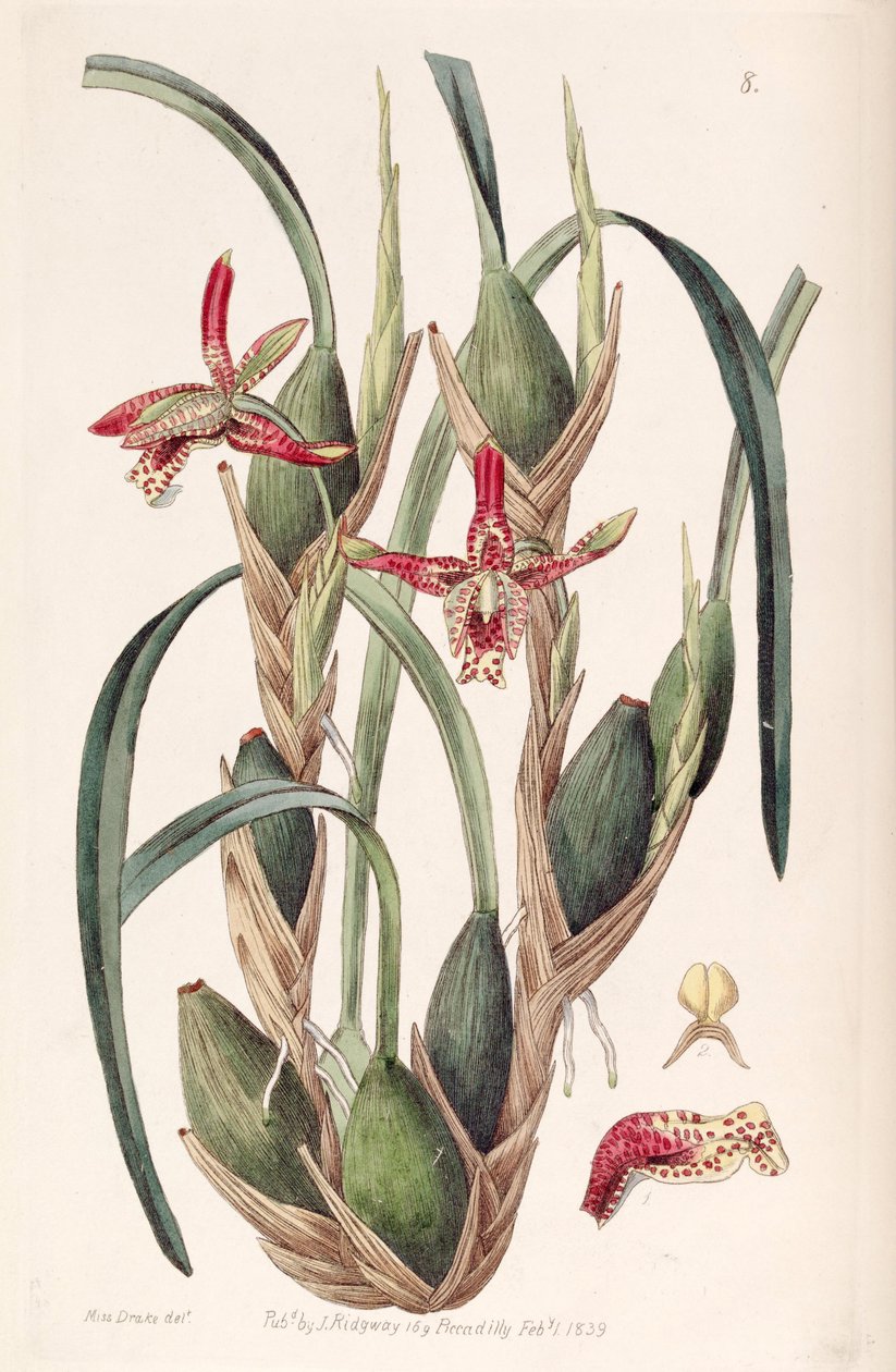 Maxillaria tenuifolia or Maxillariella tenuifolia by Miss Drake