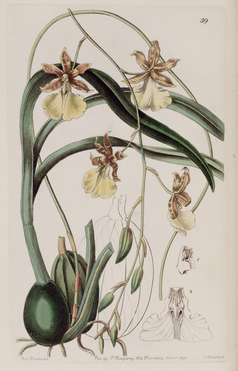 Oncidium graminifolium by Miss Drake