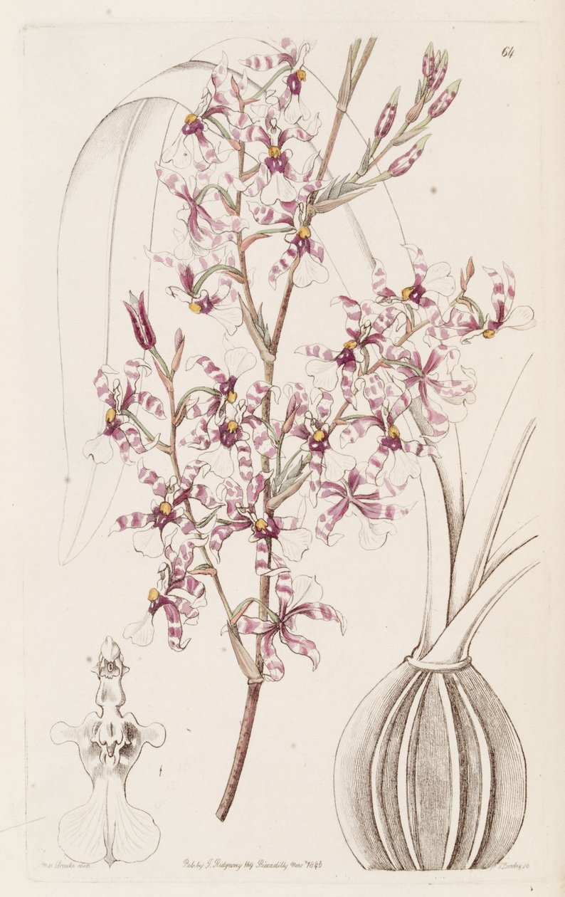 Oncidium incurvum by Miss Drake