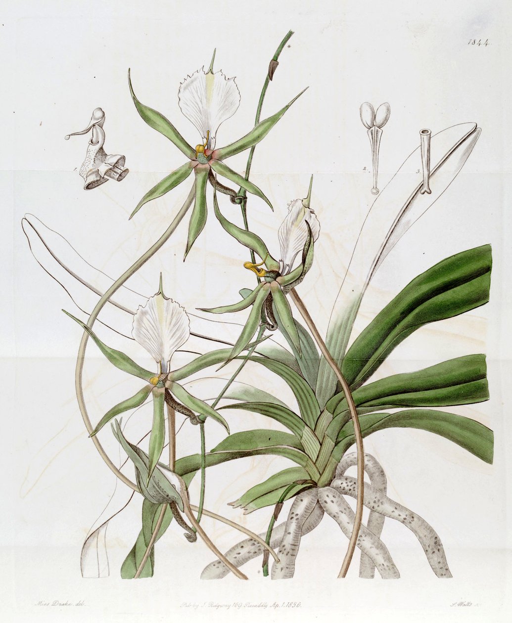 Plectrelminthus caudatus by Miss Drake