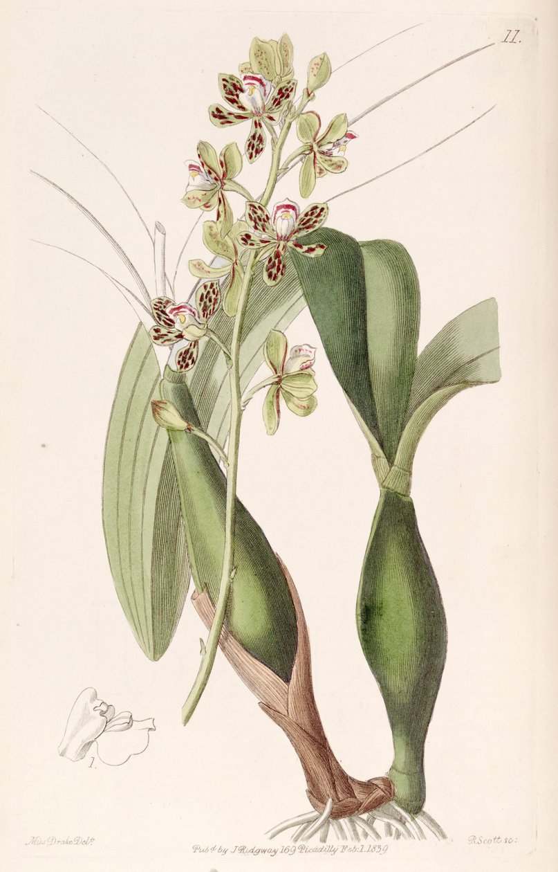 Prosthechea Vespa by Miss Drake
