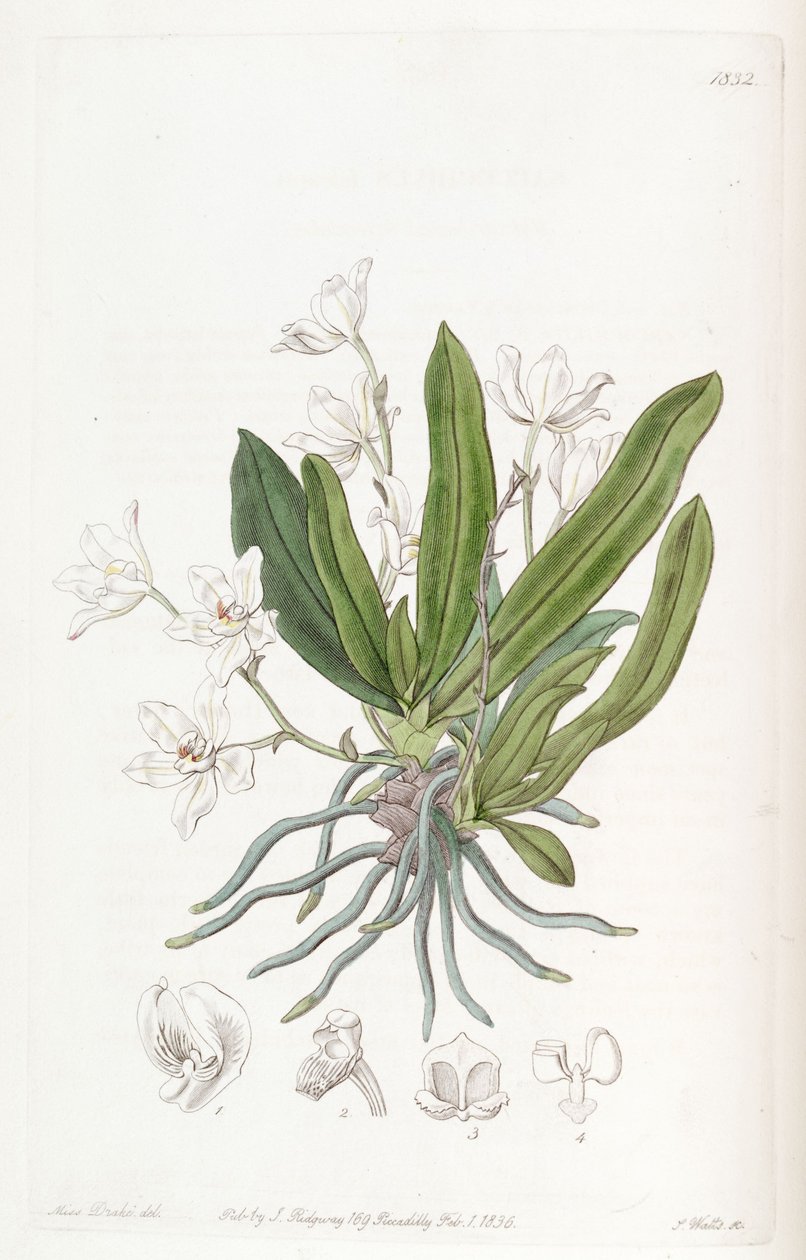 Sarcochilus falcatus by Miss Drake