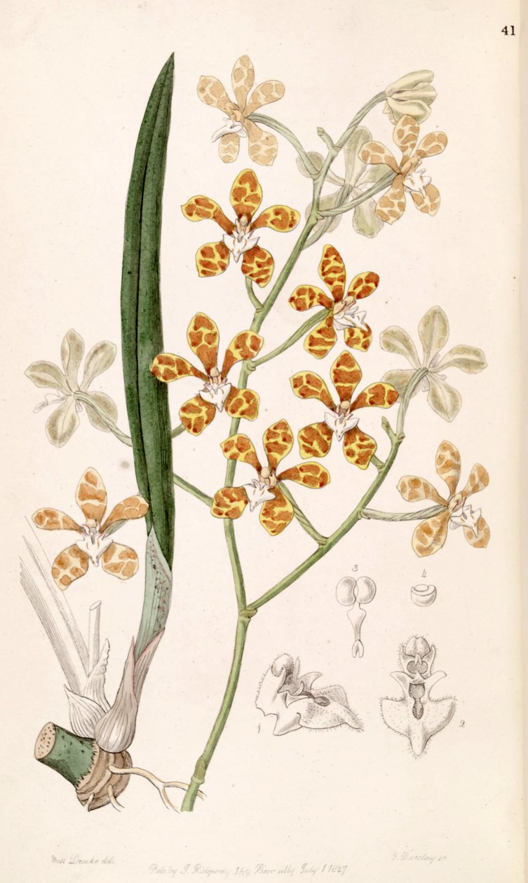 Staurochilus ionosmus by Miss Drake
