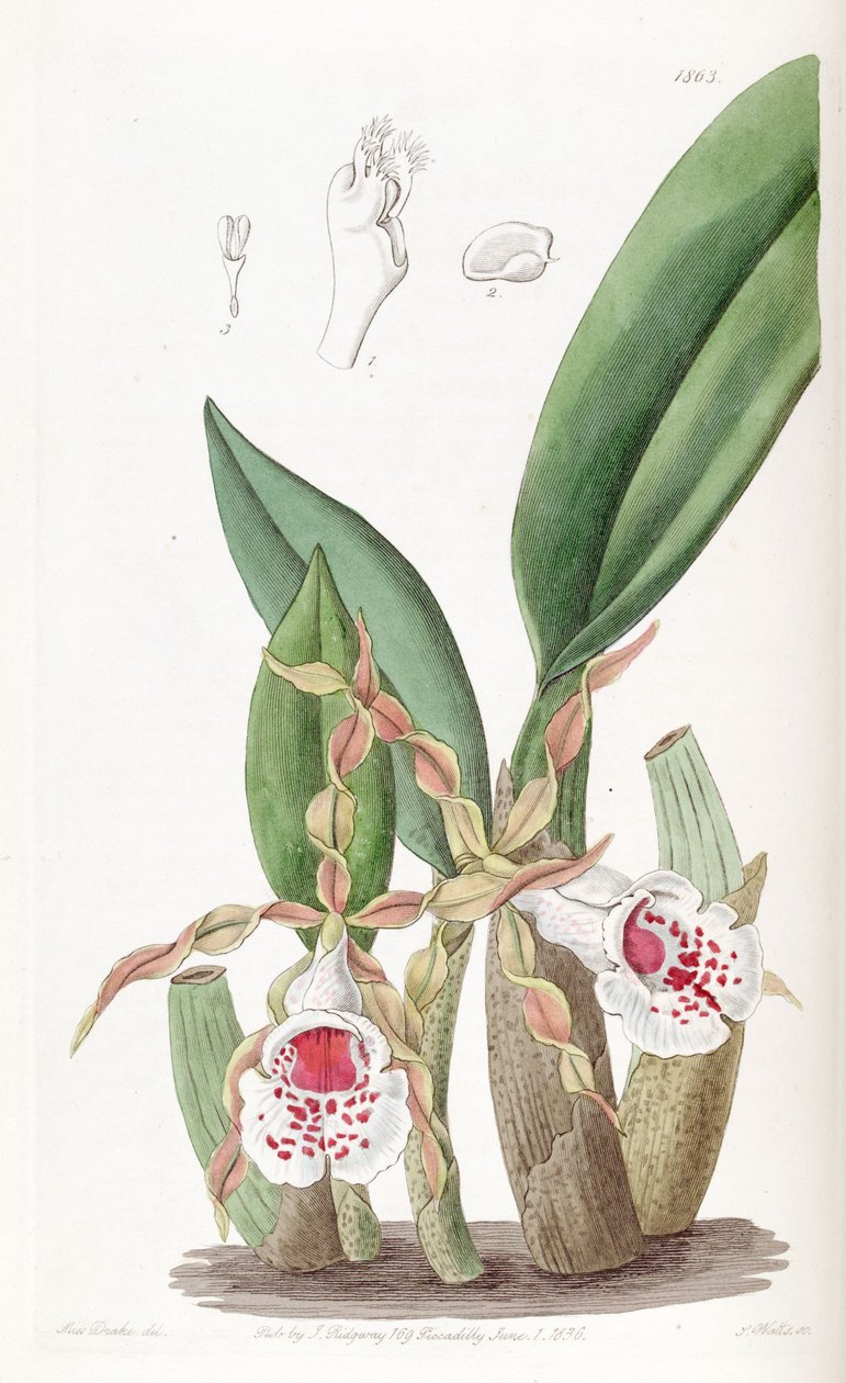 Trichopilia tortilis by Miss Drake