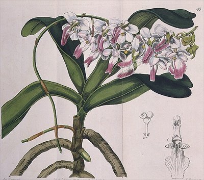 Aerides Crispum (orchid) by Miss Drake
