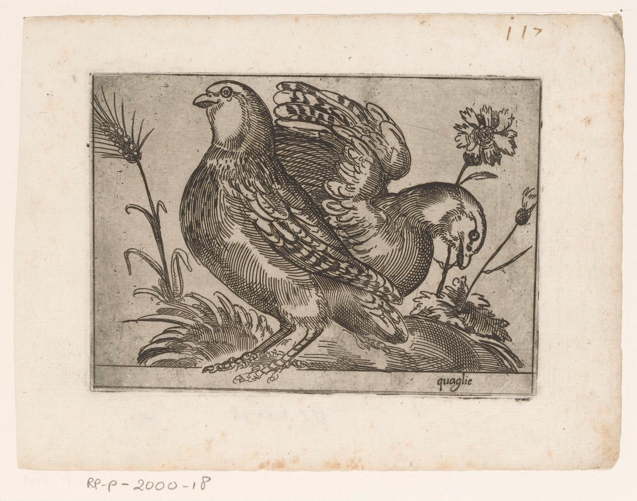 Two Quails by Monogrammist AG