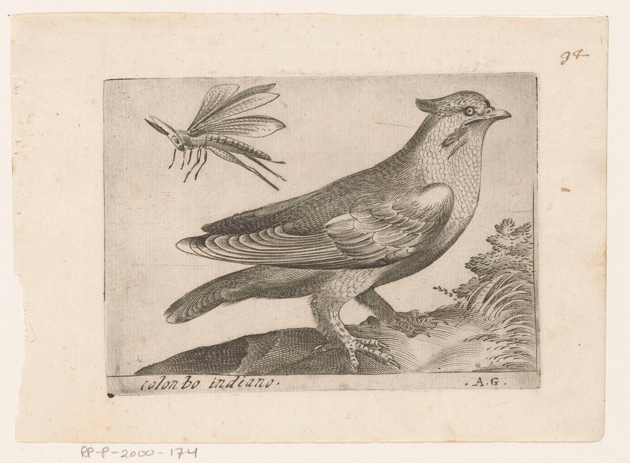Waxwing (Bombycilla garrulus) Colonbo indiano (title on object) Birds (series title) by Monogrammist AG