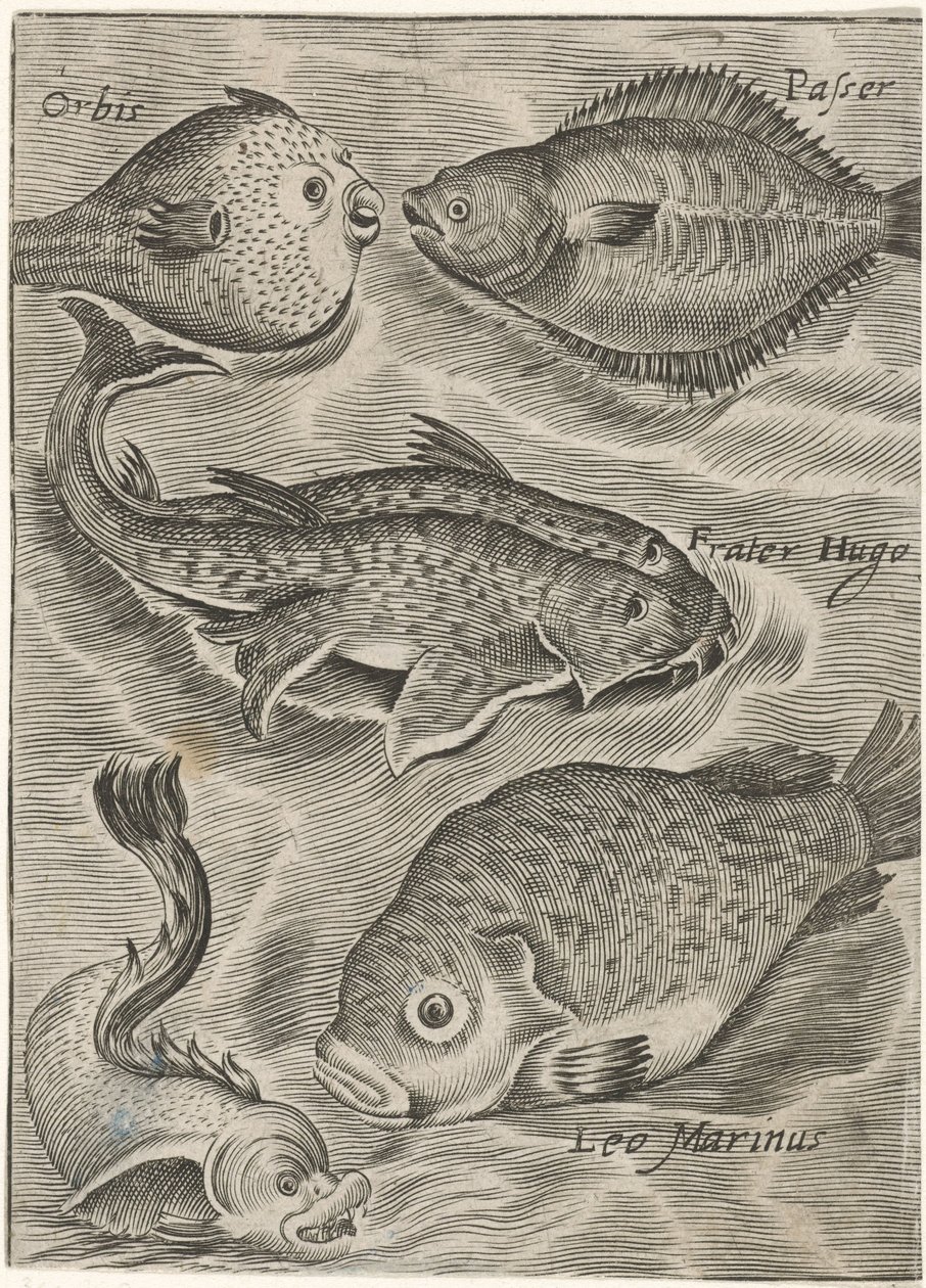 Study Sheet with Various Fish by Monogrammist P+P