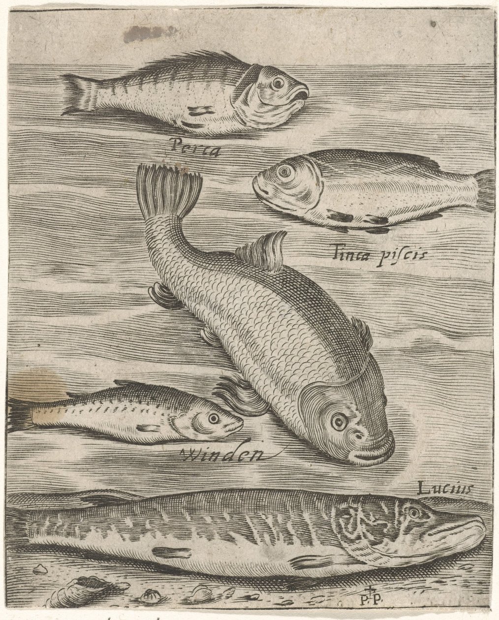 Study Sheet with Five Fish by Monogrammist P+P