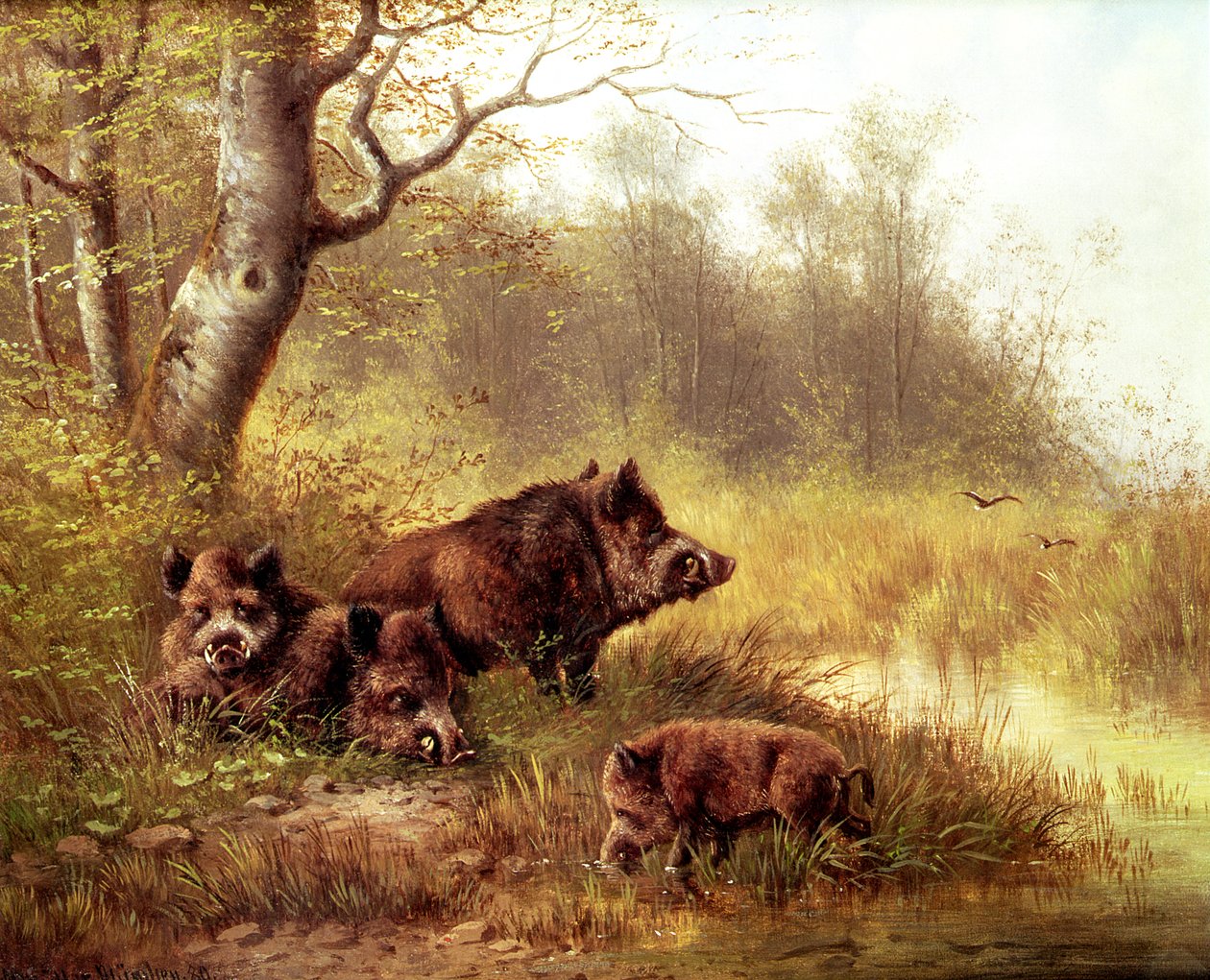 Wild Boar in the Black Forest by Moritz Muller