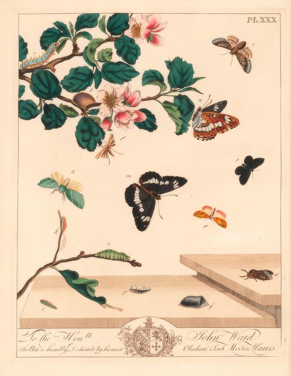 Figure of eight moth, Diloba caeruleocephala, white admiral, Limenitis arthemis, chimney sweeper, Odezia atrata, red arches moth, Callimorpha miniata, brown plumed moth, Pterophorus pterodactylus, scarce silver-lines, Bena bicolorana, and snout moth, Hypen by Moses Harris