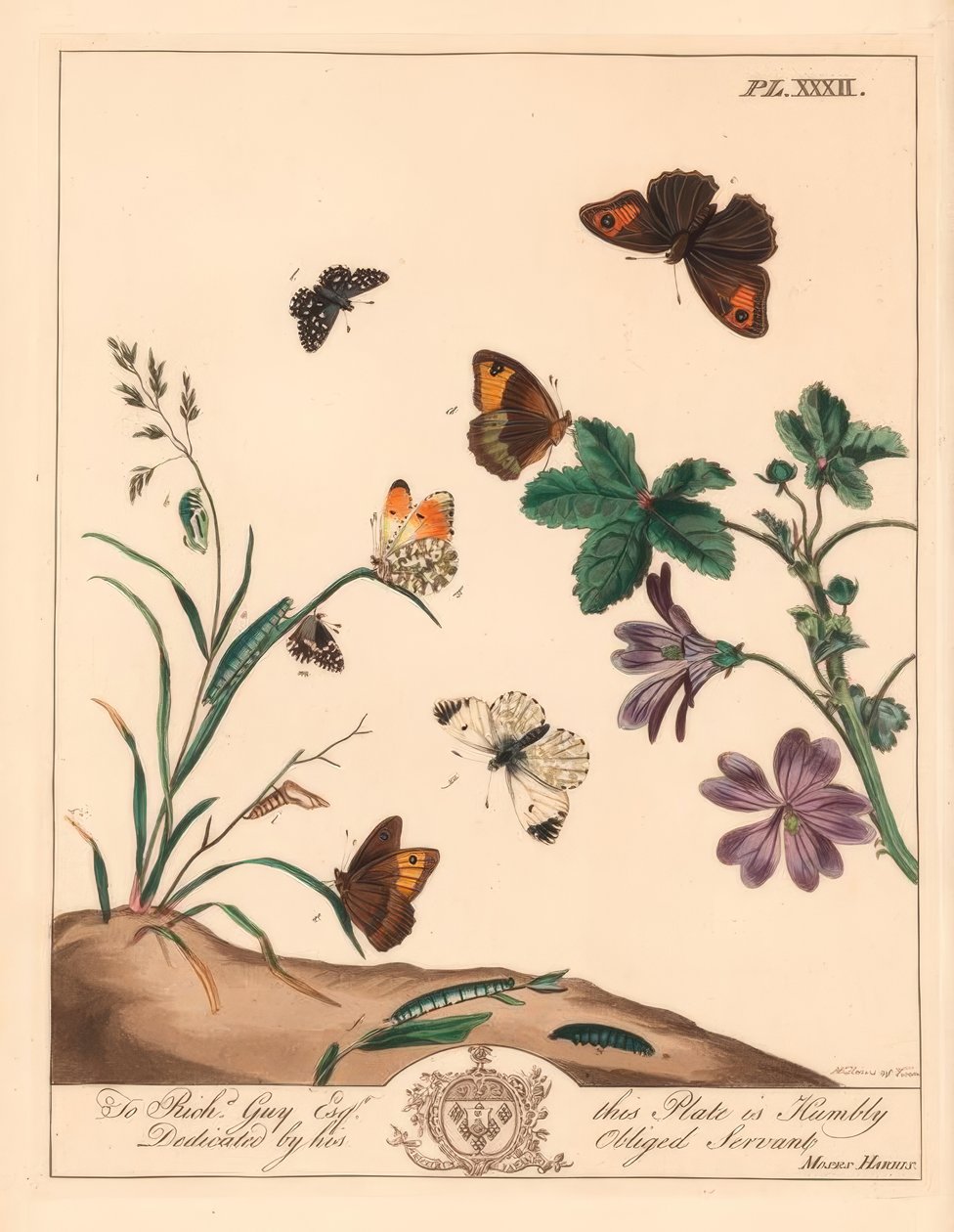 Meadow Brown Butterfly, Maniola Jurtina, Wood Lady or Orange Tip, Anthocharis Cardamines, and Grizzled Skipper, Pyrgus Alveolus by Moses Harris