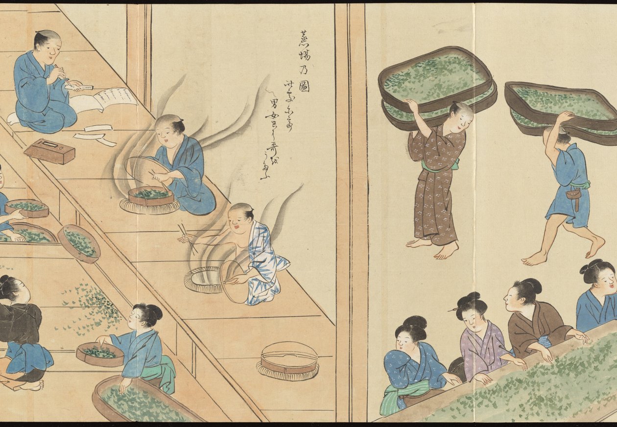 Illustrations of Uji Tea Production by Motonari Sait?