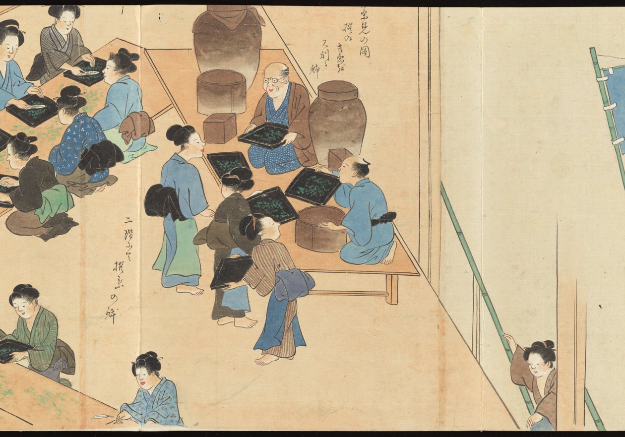 Illustrations of Uji Tea Production by Motonari Sait?