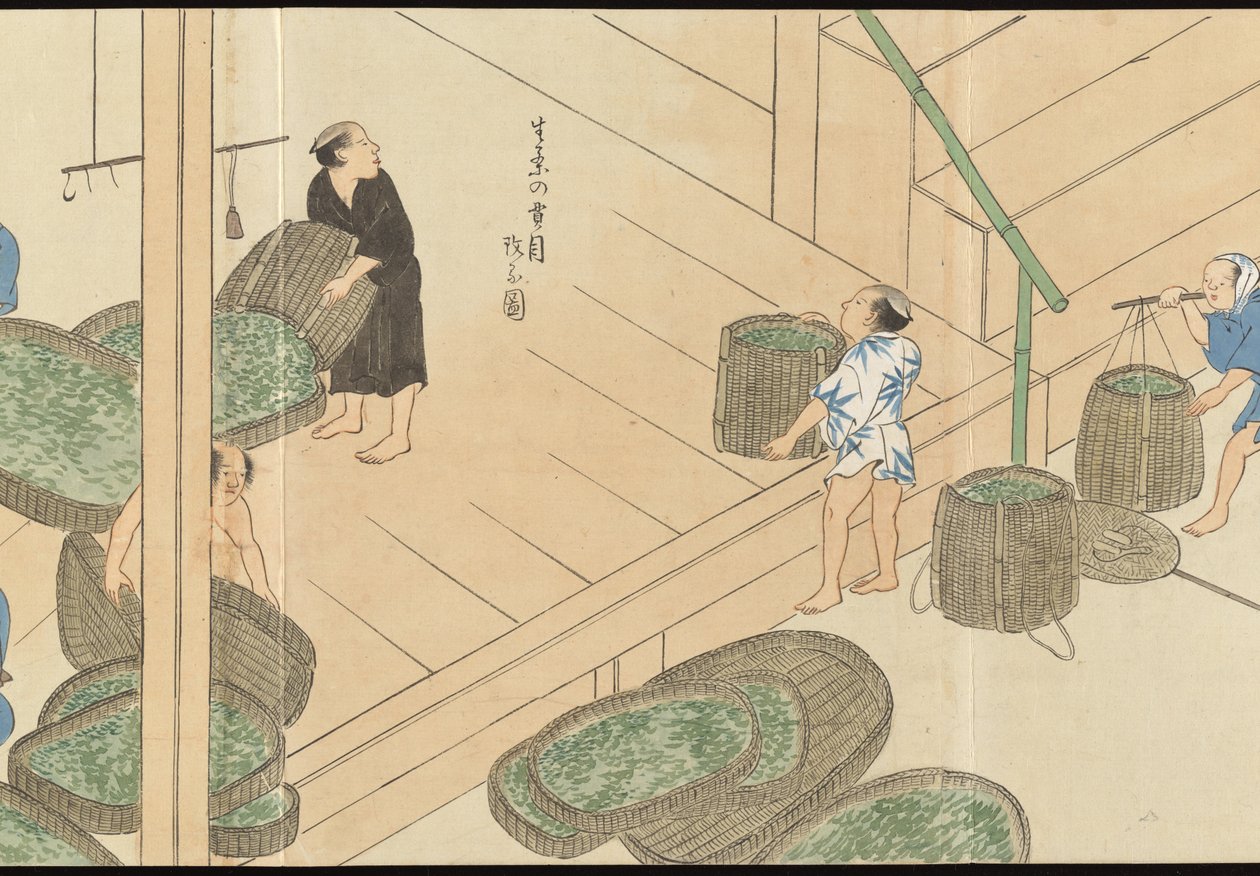 Illustrations of Uji Tea Production by Motonari Sait?