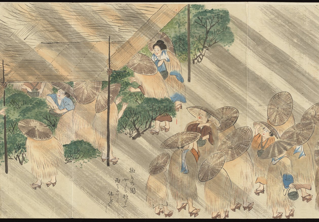 Illustrations of Uji Tea Production by Motonari Sait?