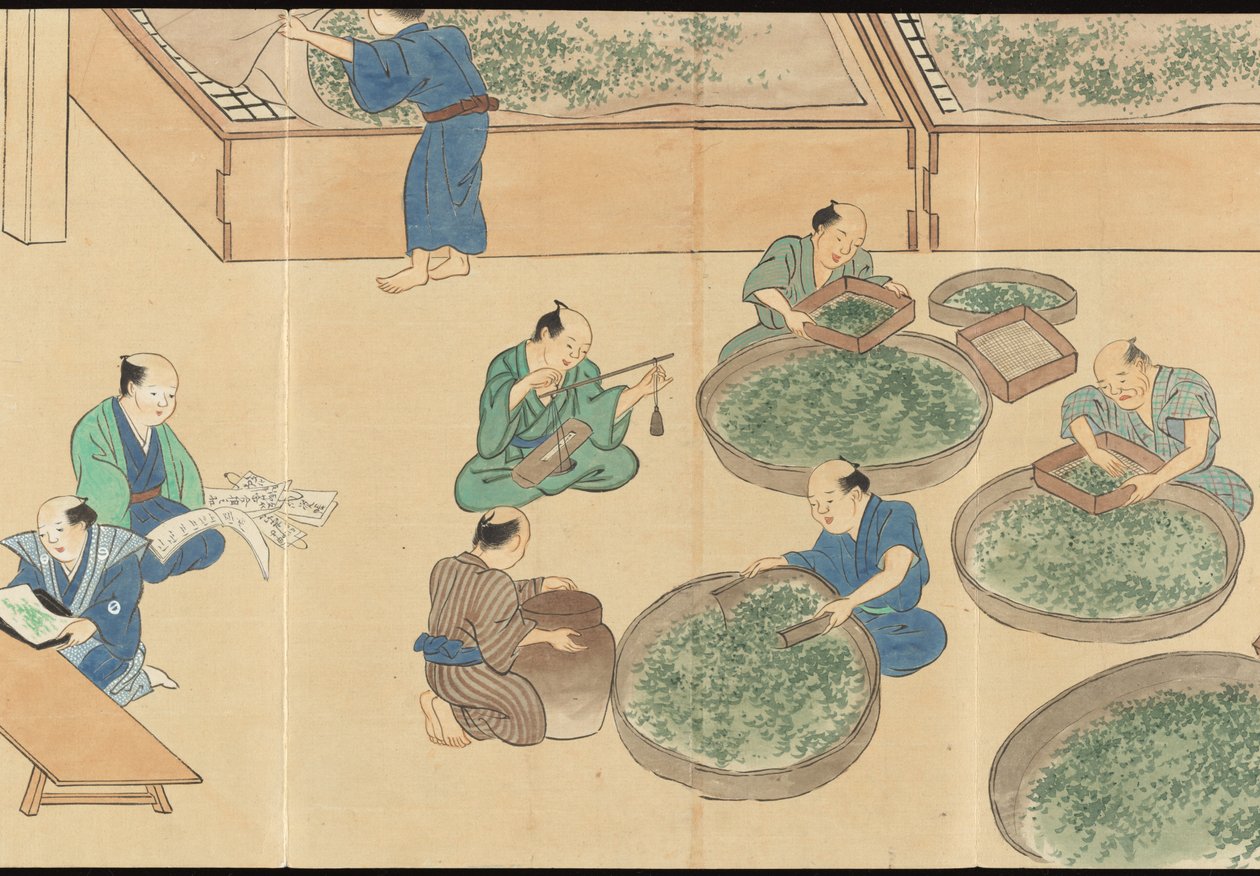 Illustrations of Uji Tea Production by Motonari Sait?