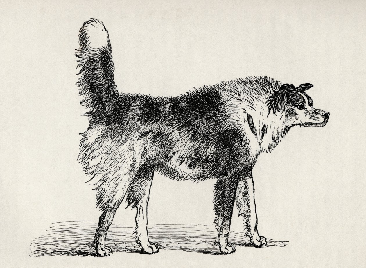 Half-Bred Shepherd Dog with Hostile Intentions, from Charles Darwin