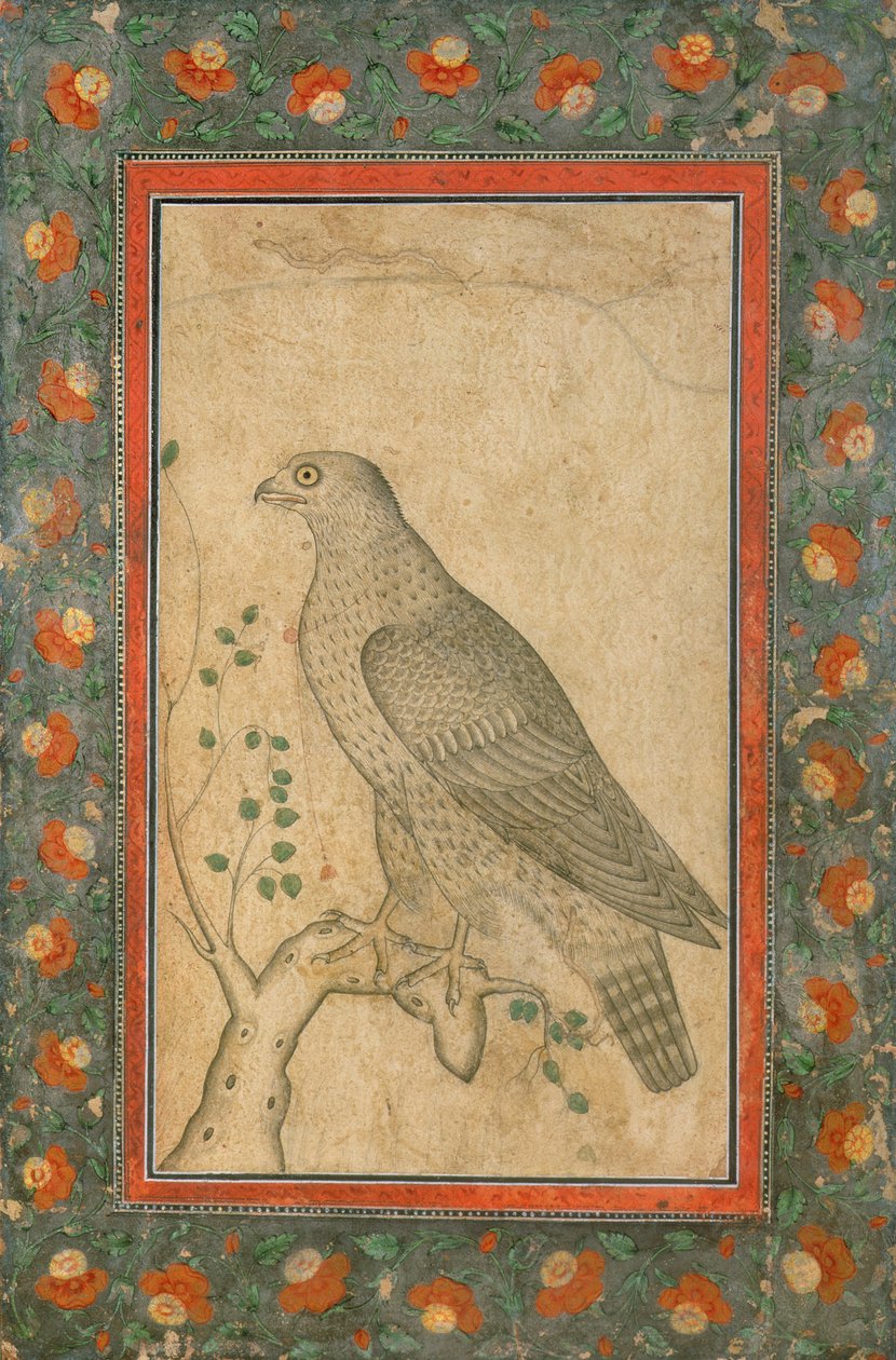 Falcon Perched on a Leafy Stump, c.1650 by Mughal School