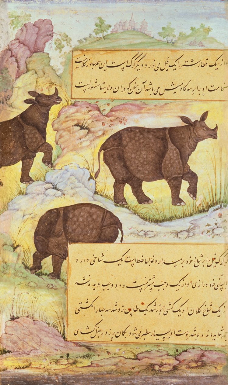 Rhinoceros, illustration from the 