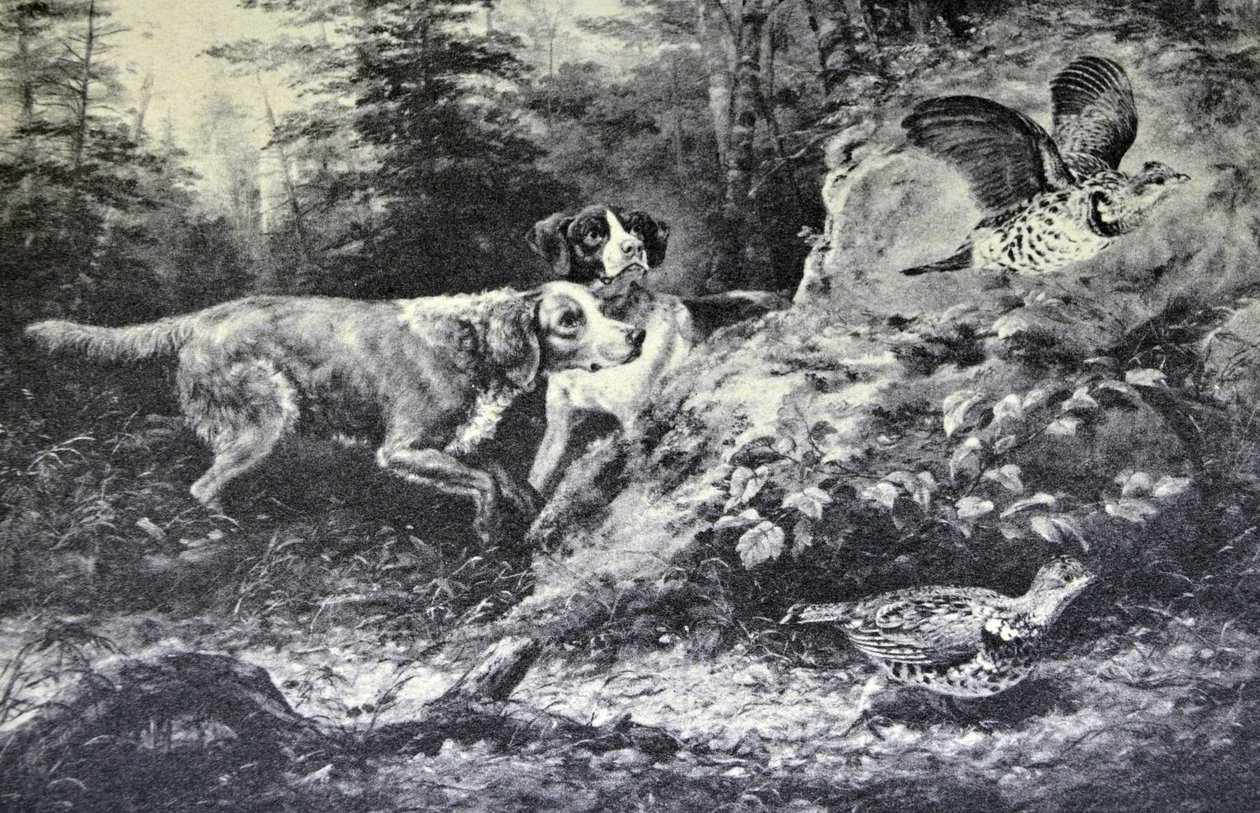 American Field Sports. Flushd (original oil painting by Arthur Fitzwilliam Tait, N.A., from which the print was made) by N. and Ives, J.M. Currier