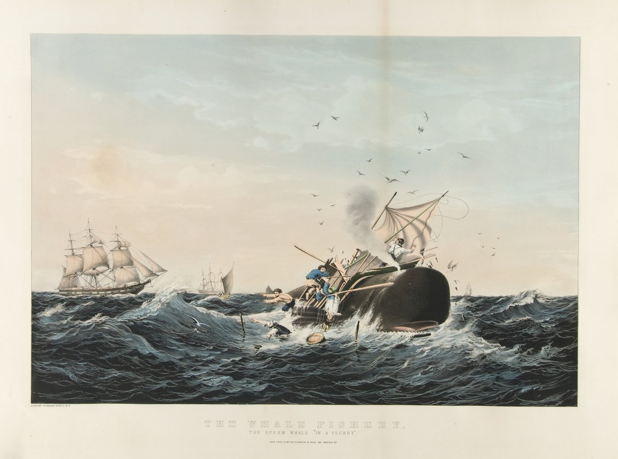 The Whale Fishery: The Sperm Whale 