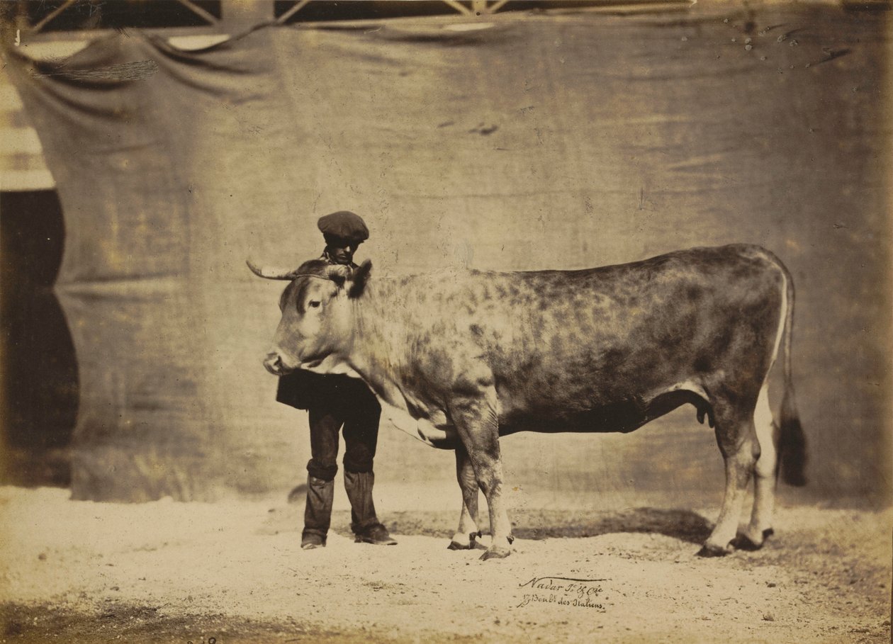 Garonnaise Cow, Aged 5 to 6 Years by Nadar Jeune (1825 1903)