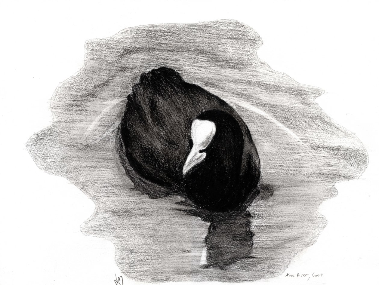 Coot of London, 2013 by Nancy Moniz Charalambous