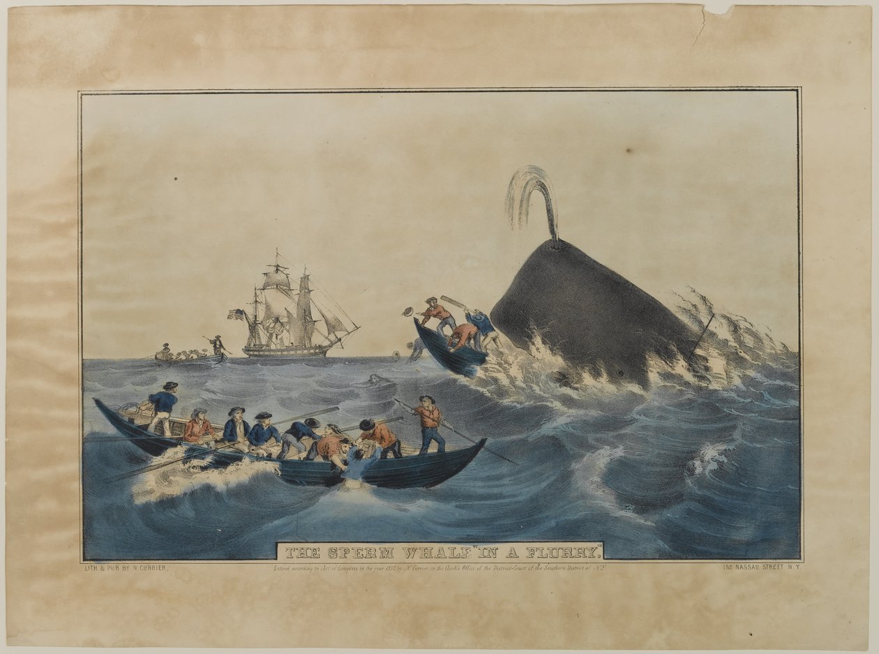 The Sperm Whale in a Flurry by Nathaniel Currier