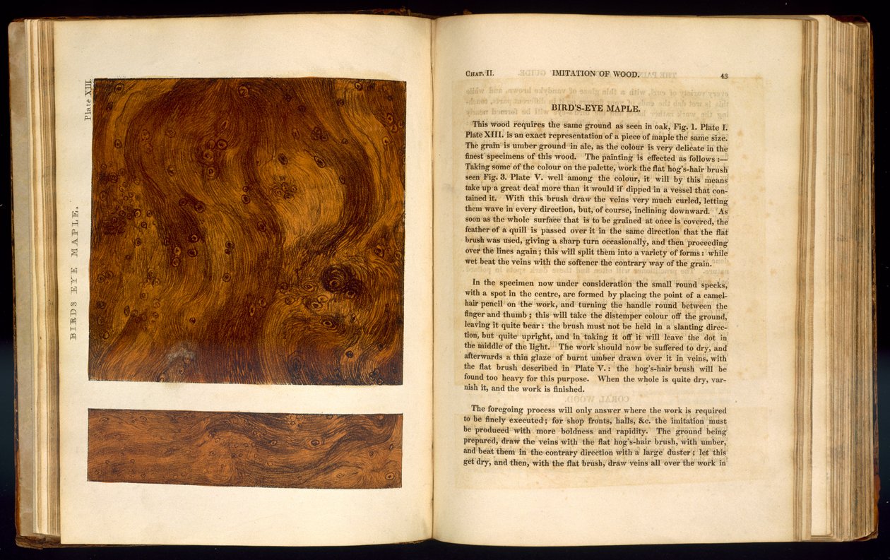 Birds Eye Maple, plate XIII from 