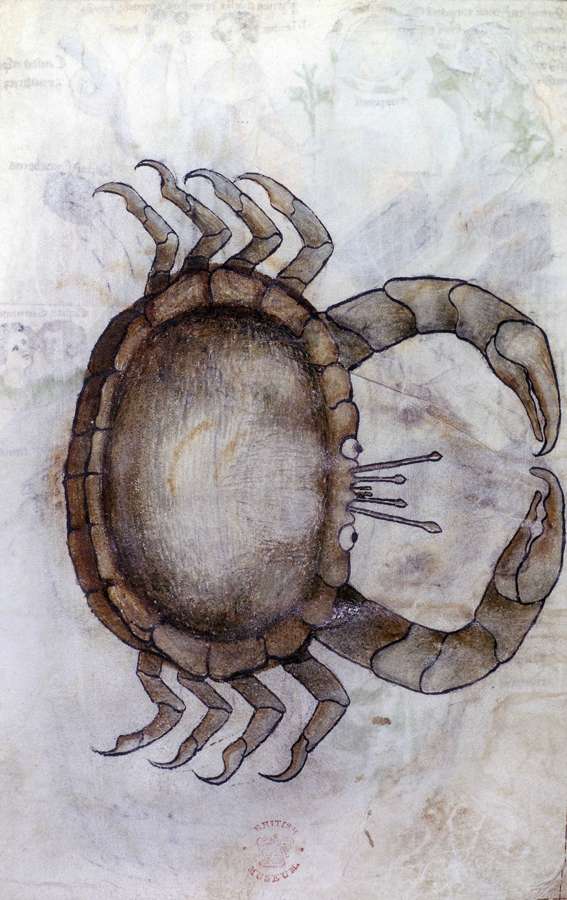 A crab, zodiac sign for Cancer by Netherlandish School