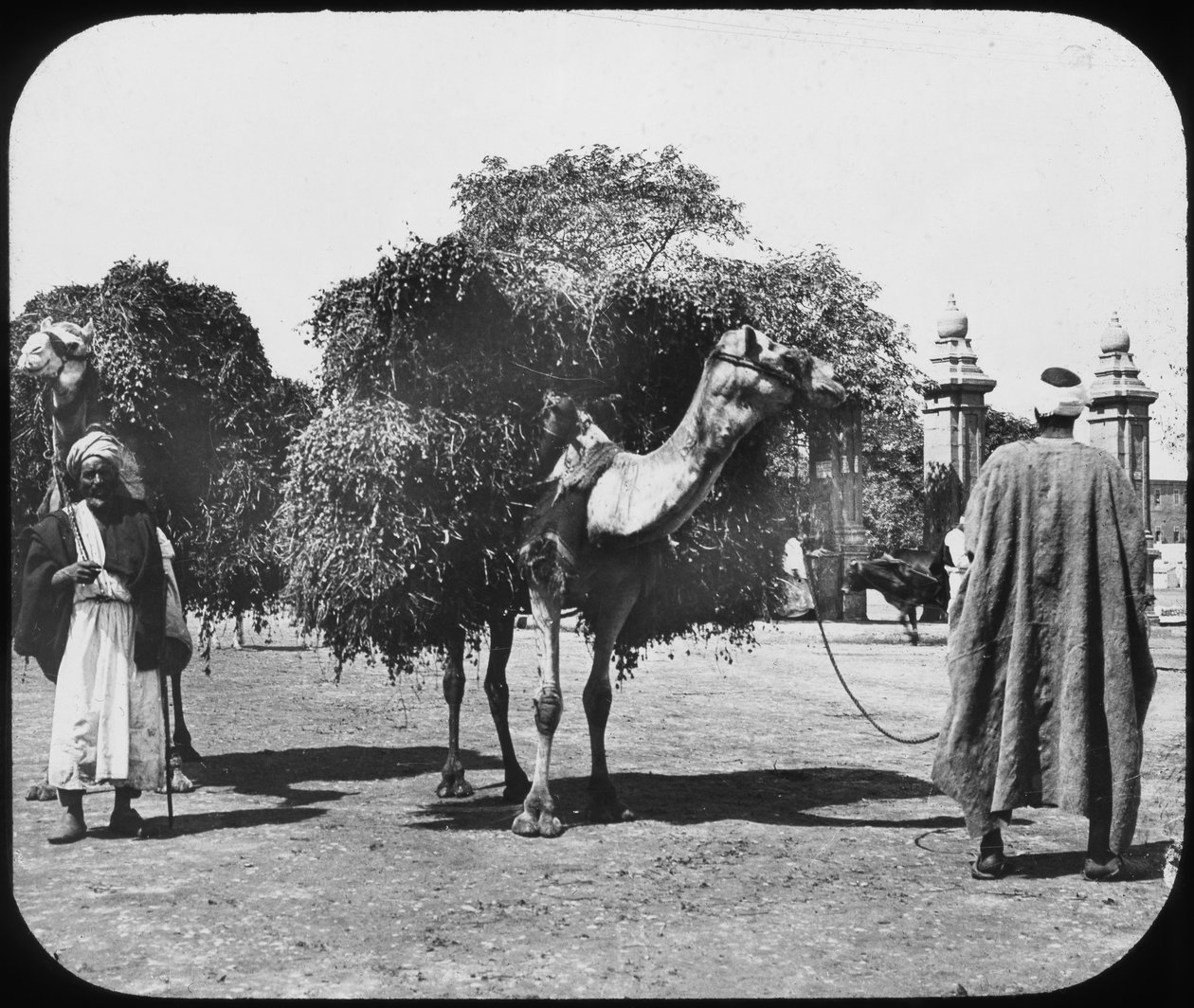 Camels Carrying Fodder, Egypt, c1890 by Newton and Co