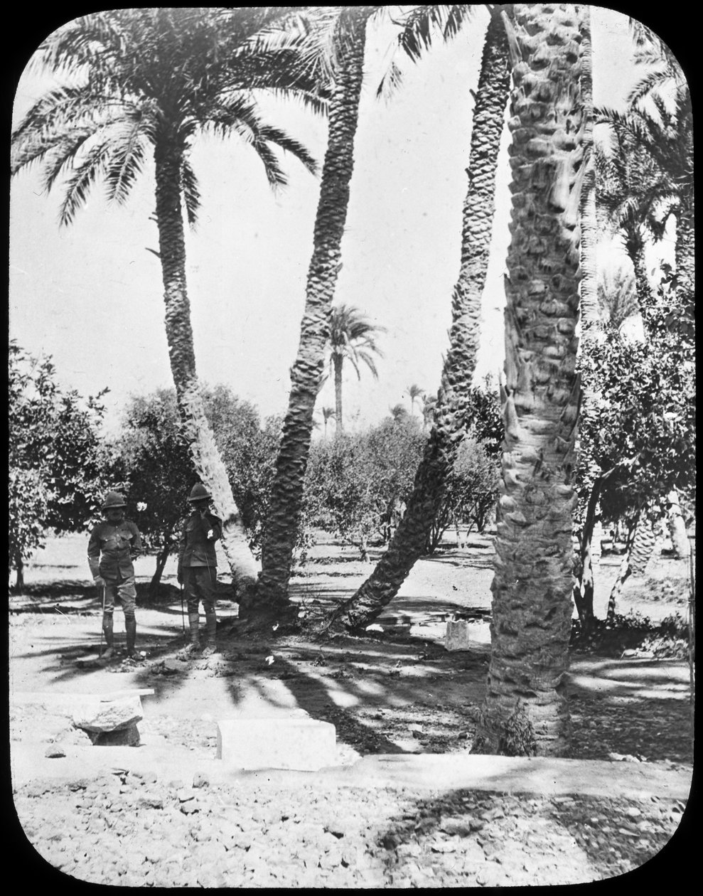 General Gordons Garden, Khartoum, Sudan, c1890 by Newton and Co