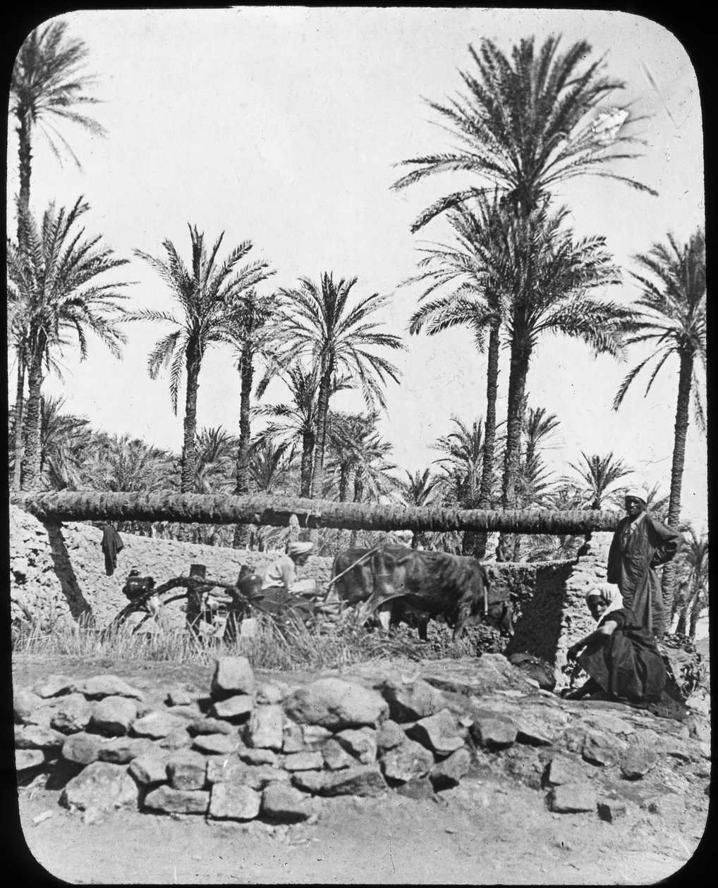 Water Wheel, Egypt by Newton and Co