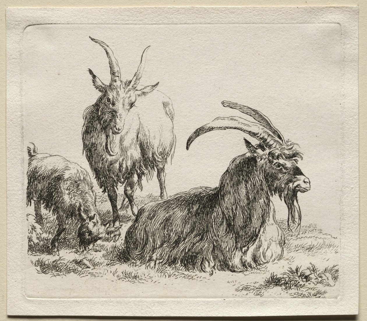 Animalia: Three Goats by Nicolaes Berchem