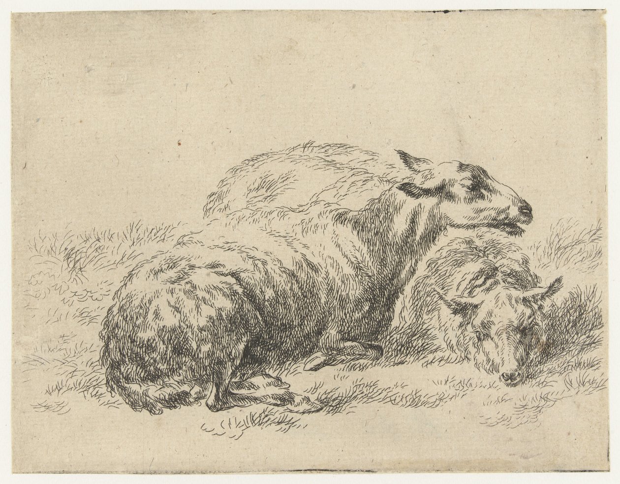 Two Lying Sheep by Nicolaes Pietersz Berchem