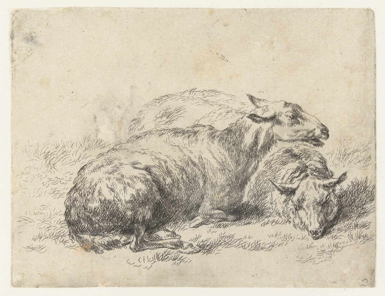 Two Lying Sheep, Sheep (series title), Animalia ad vivum delineata et aqua forti aeri impressa Studio et Arte Nicolai Berchemi (series title) by Nicolaes Pietersz Berchem
