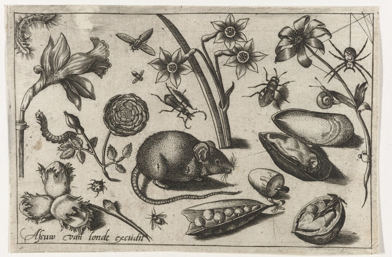 Flowers, a mouse, insects and a shell (series title) by Nicolaes de Bruyn (possibly)
