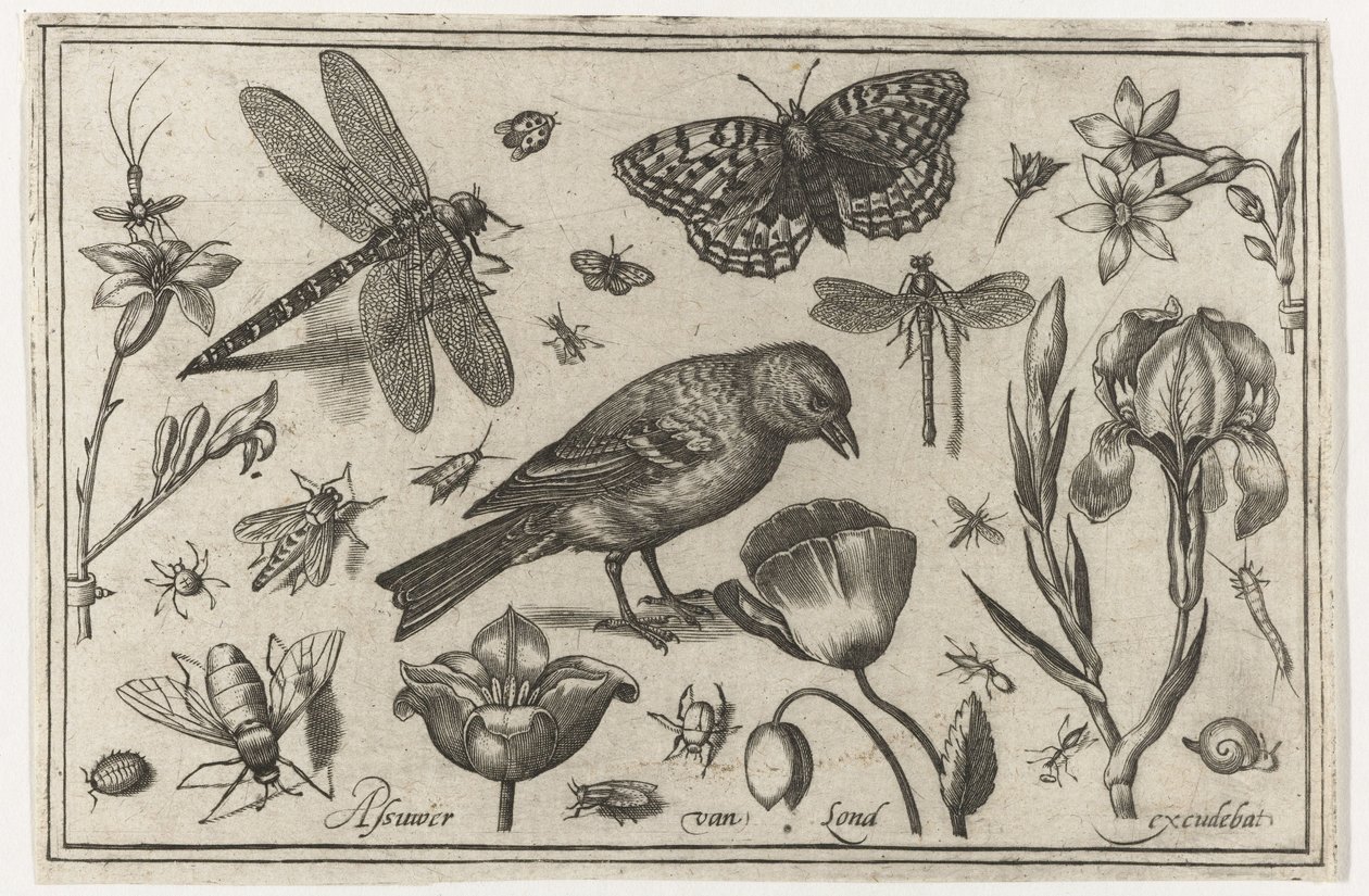 Flowers, Dragonfly, and Bird by Nicolaes de Bruyn (possibly)