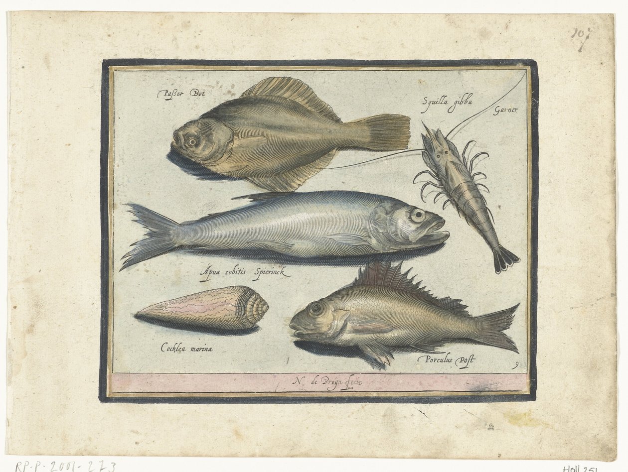 Cod, Shrimp, Smelt, and Perch (Libelivs varia Genera piscium ...