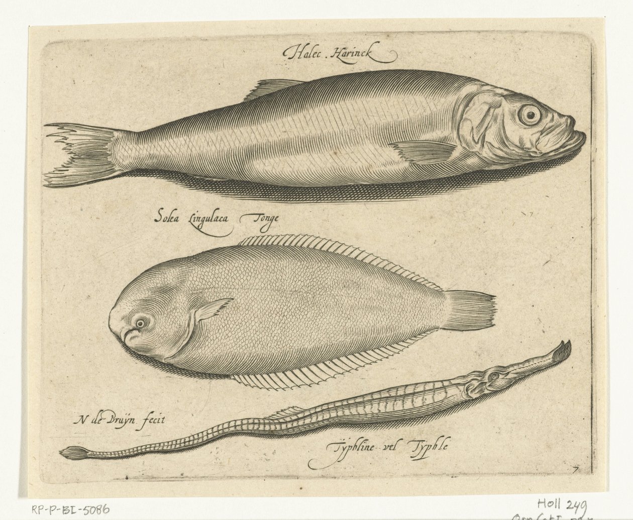 Herring, Sole, and Needlefish (Libelivs Varia Genera Piscium Complectens) (Freshwater Fish, Sea Fish, Frogs, Crustaceans, and Sea Creatures) by Nicolaes de Bruyn