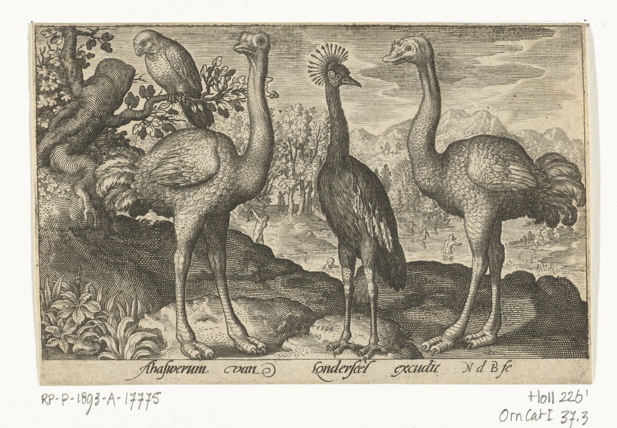 Crowned Crane Between Two Ostriches (Birds and Insects) by Nicolaes de Bruyn